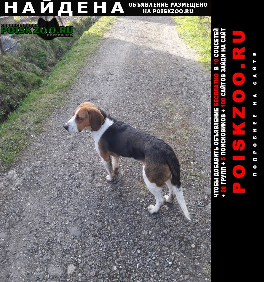 Найдена собака кобель бигль или эстонская гончая Истра