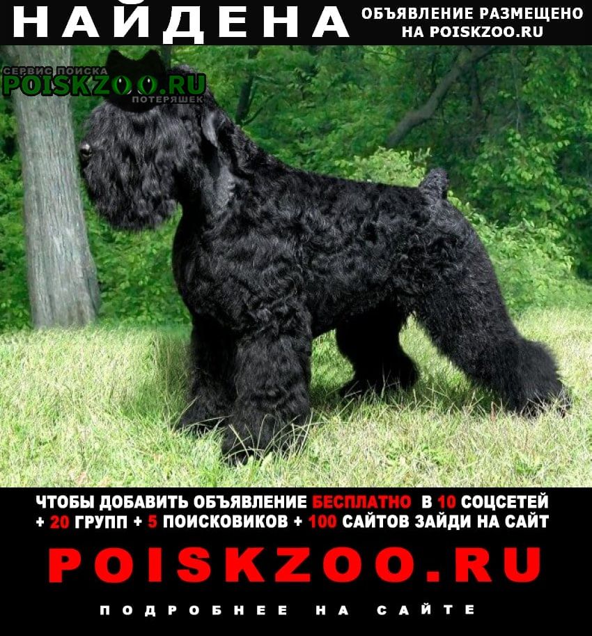 Москва Найдена собака видела собаку спаниель похожая на фото