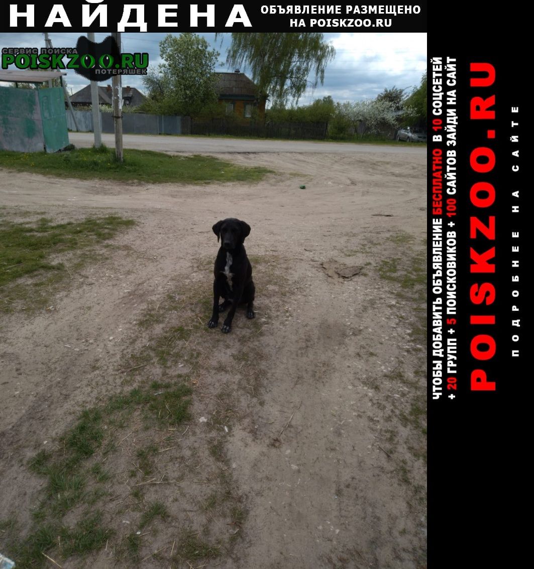 Найдена собака Шилово