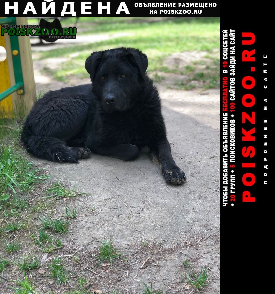 Найдена собака кобель с ошейником Воскресенск