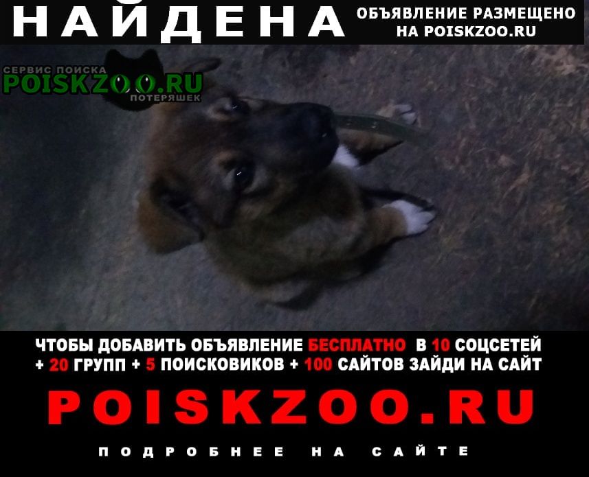 Екатеринбург Найдена собака кобель щенок алобая 2 х месячный.