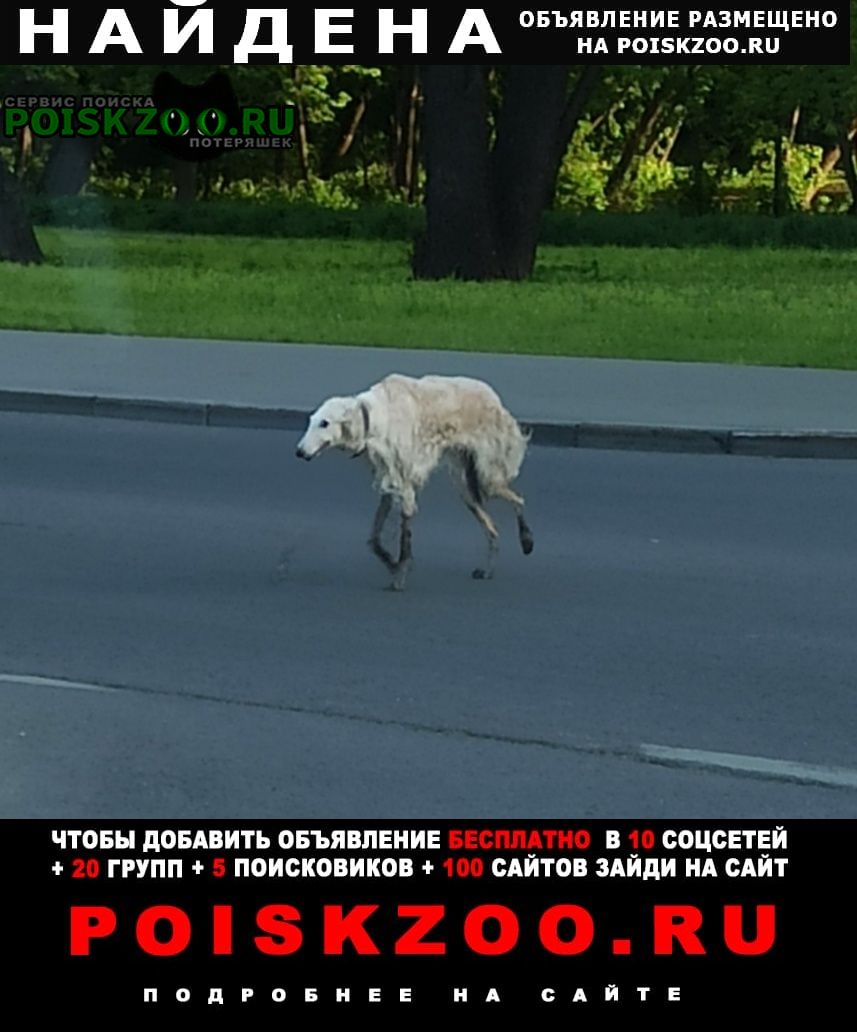 Найдена собака видели в свао (борзая) Москва