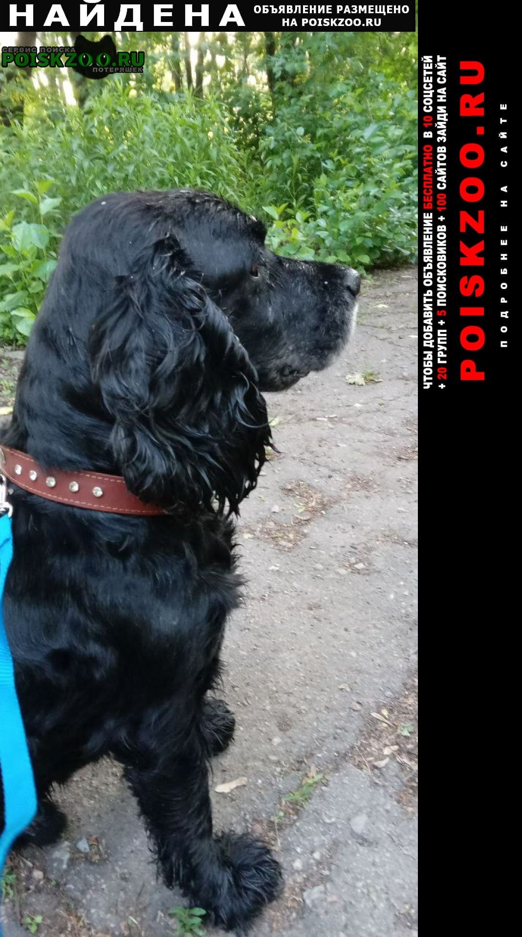 Найдена собака кобель на бирюзова Донецкая