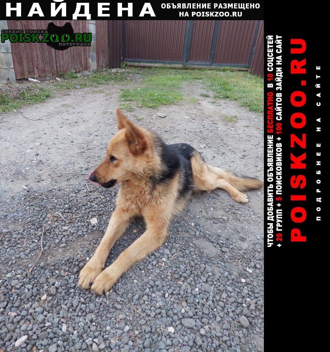 Найдена собака Пушкино