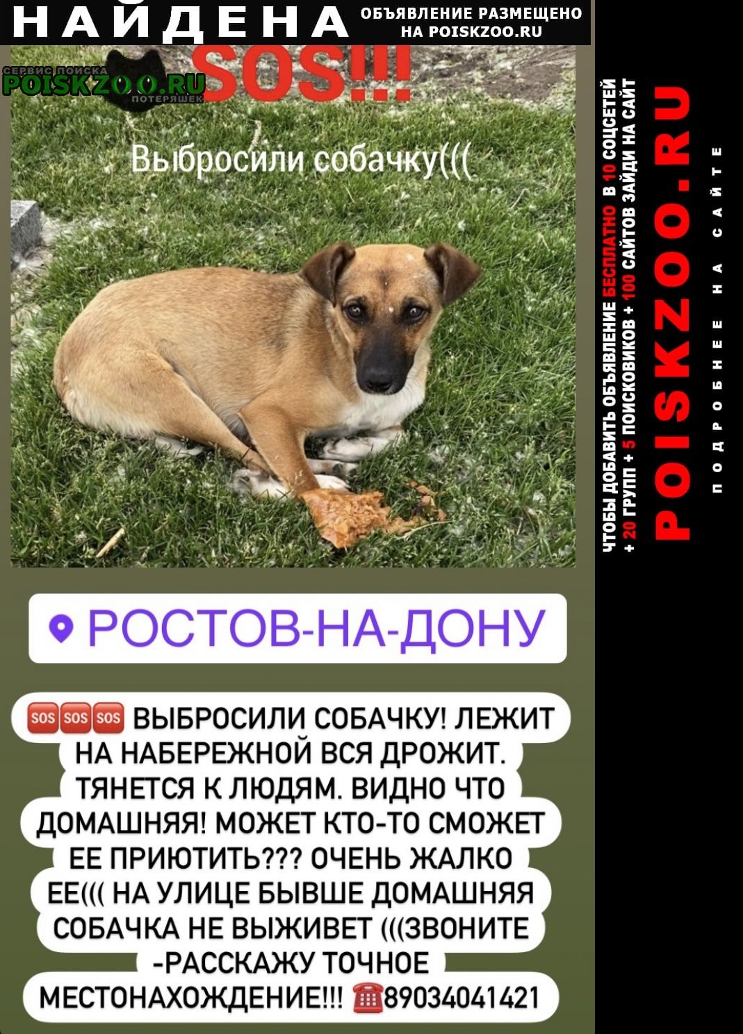 Ростов-на-Дону Найдена собака