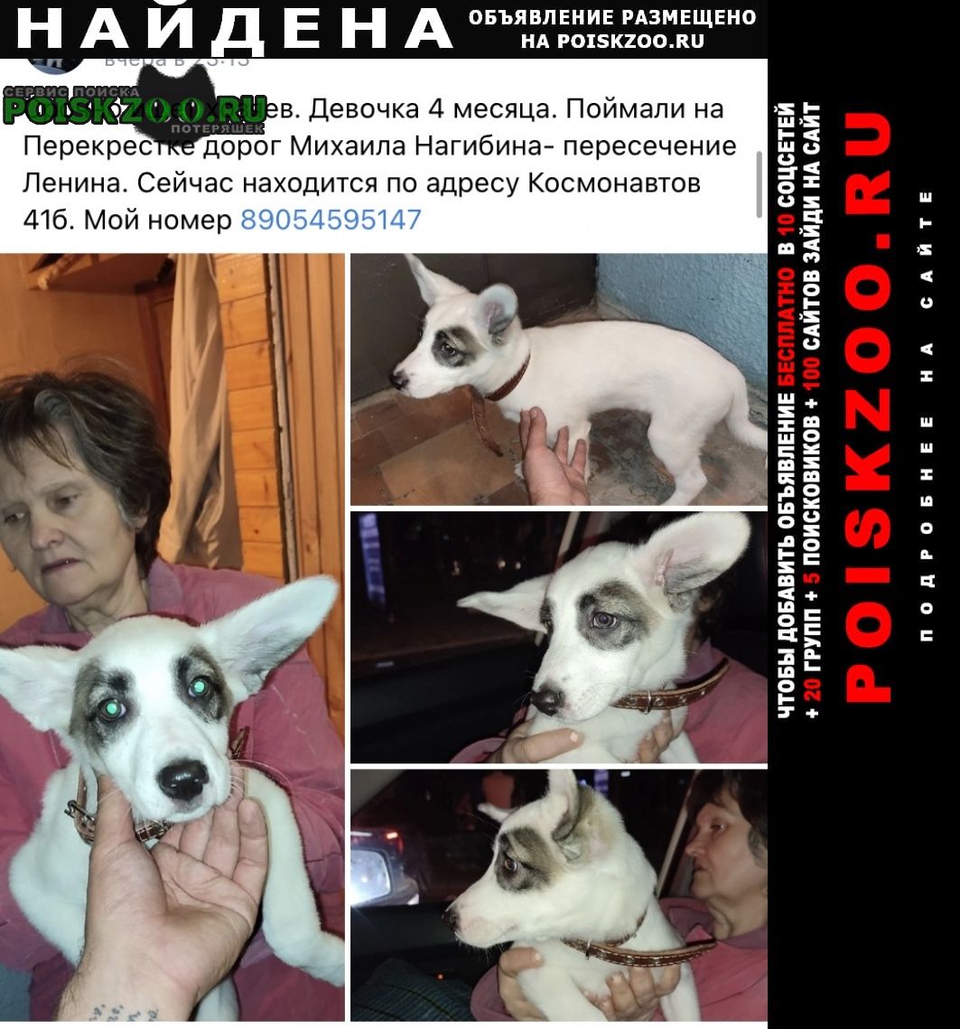 Найдена собака щенок Ростов-на-Дону