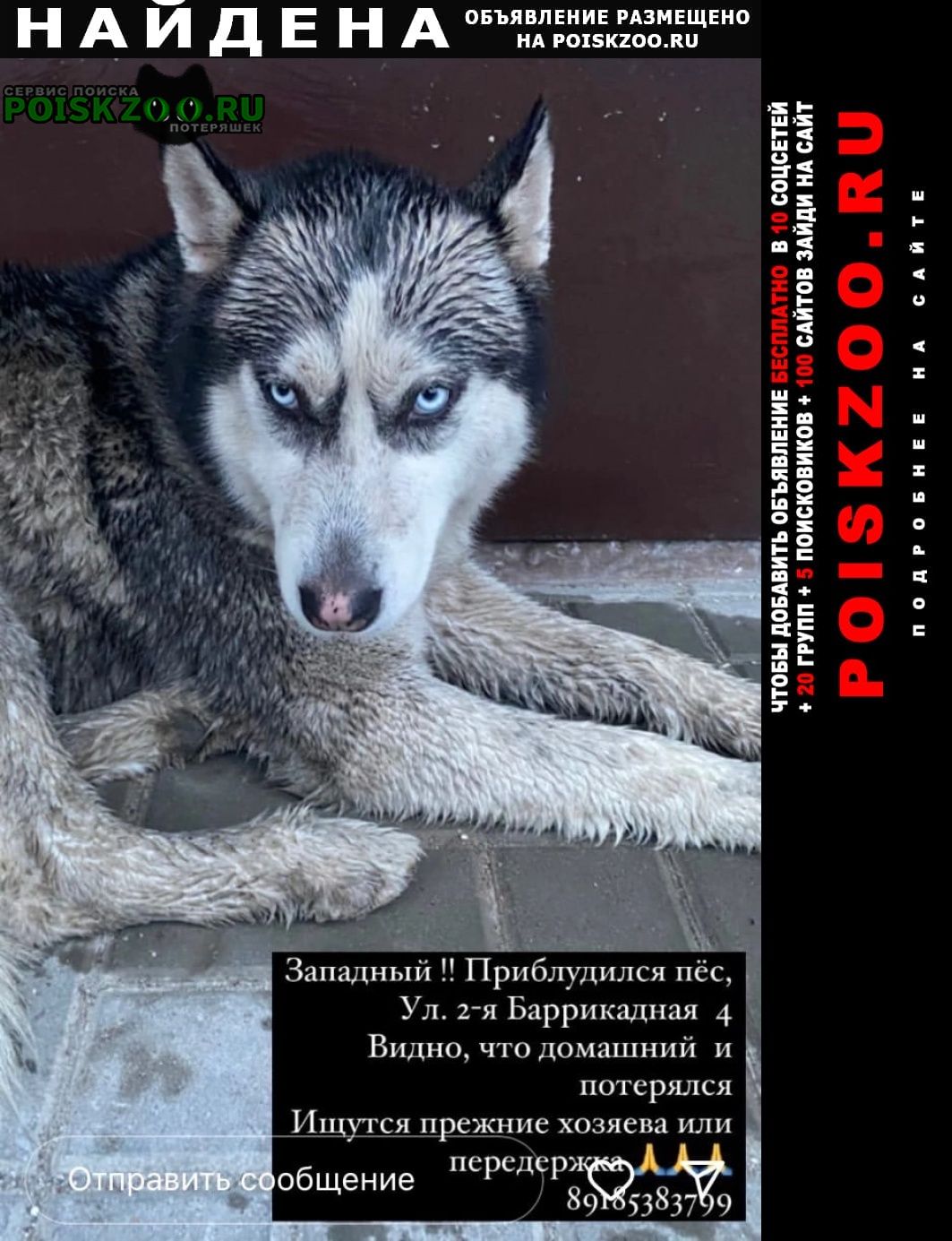 Найдена собака кобель Ростов-на-Дону