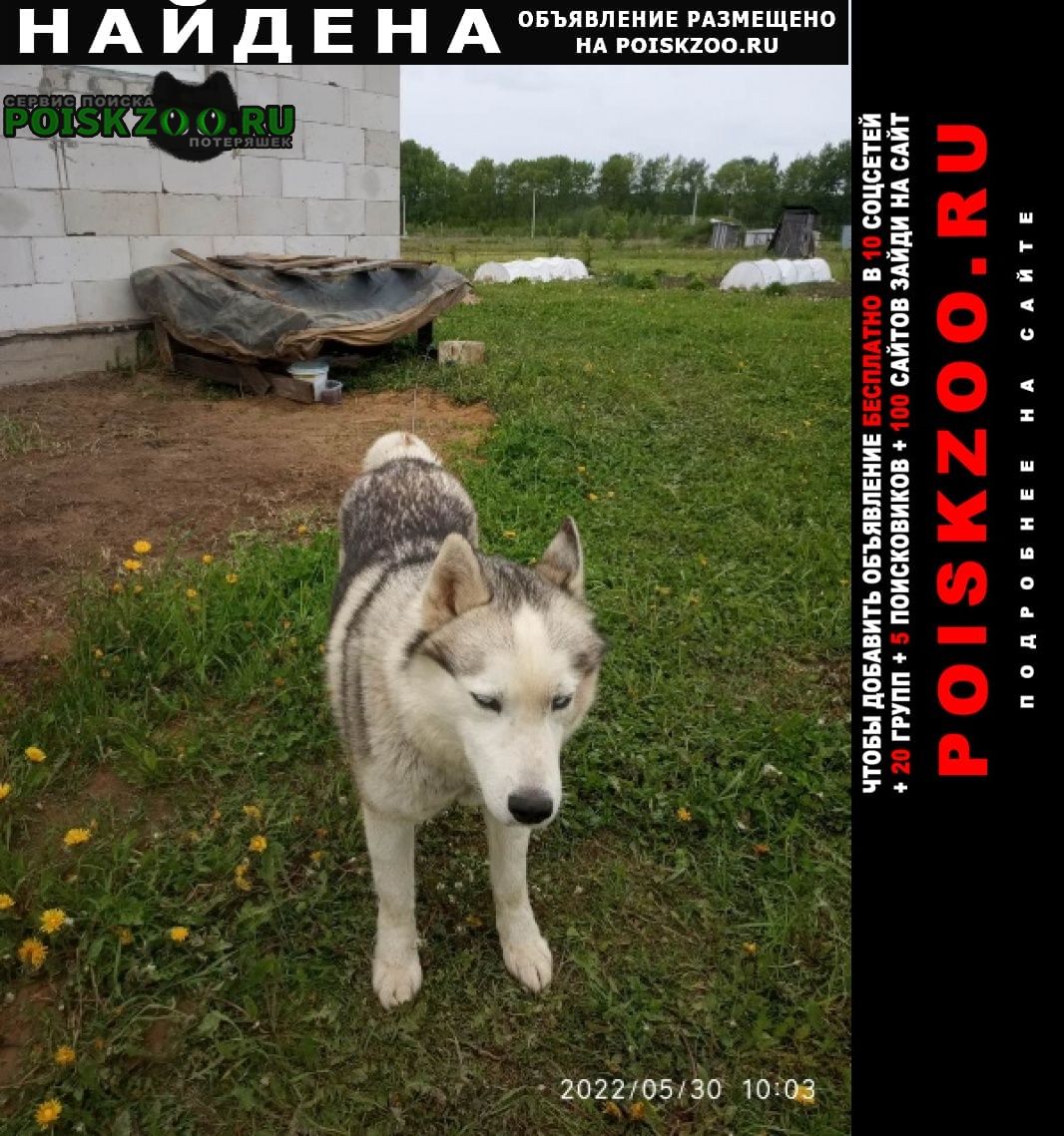 Найдена собака кобель хаски или маламут Смолевичи