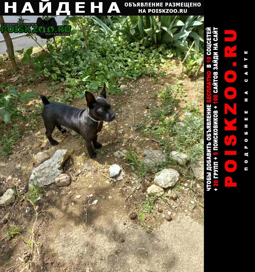 Севастополь Найдена собака