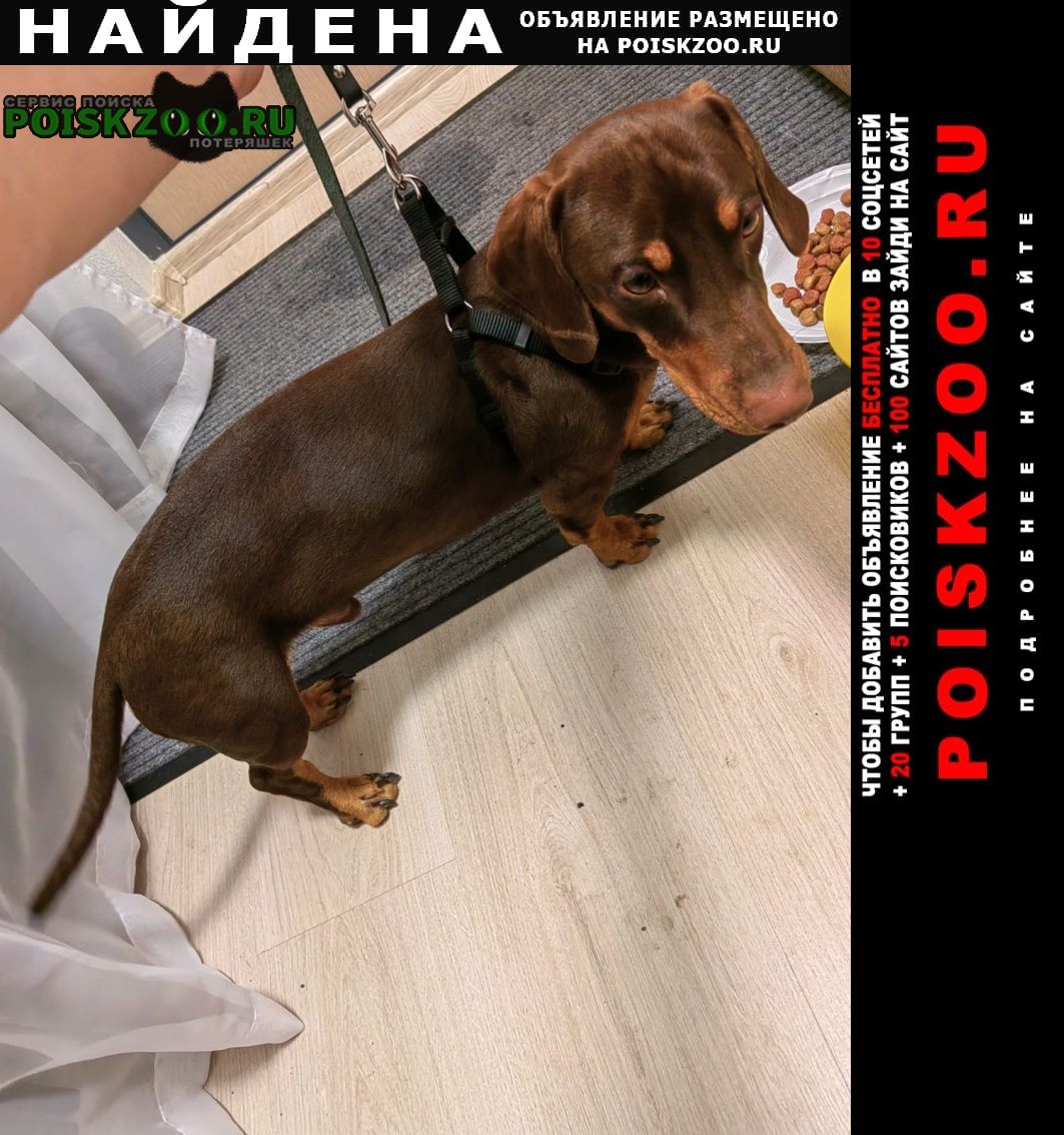 Найдена собака кобель Екатеринбург