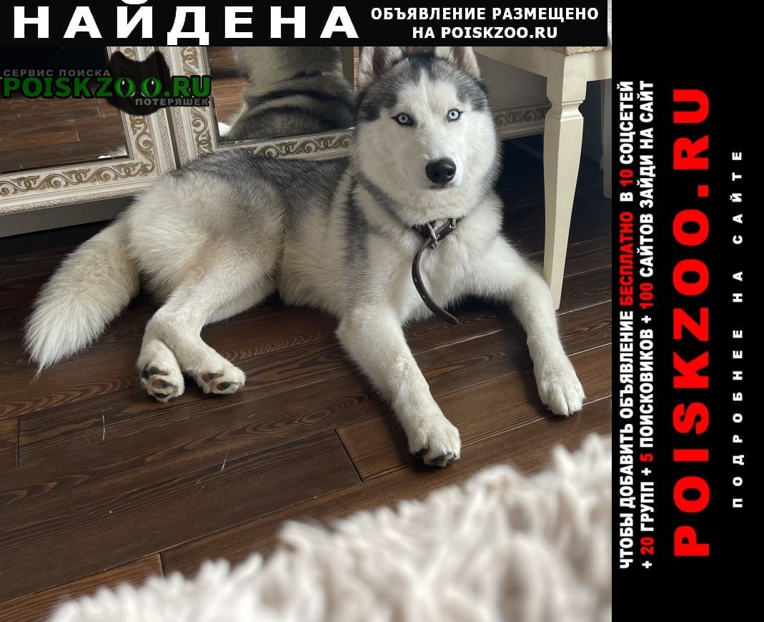 Москва Найдена собака кобель марьино, бабушкинская, люблино