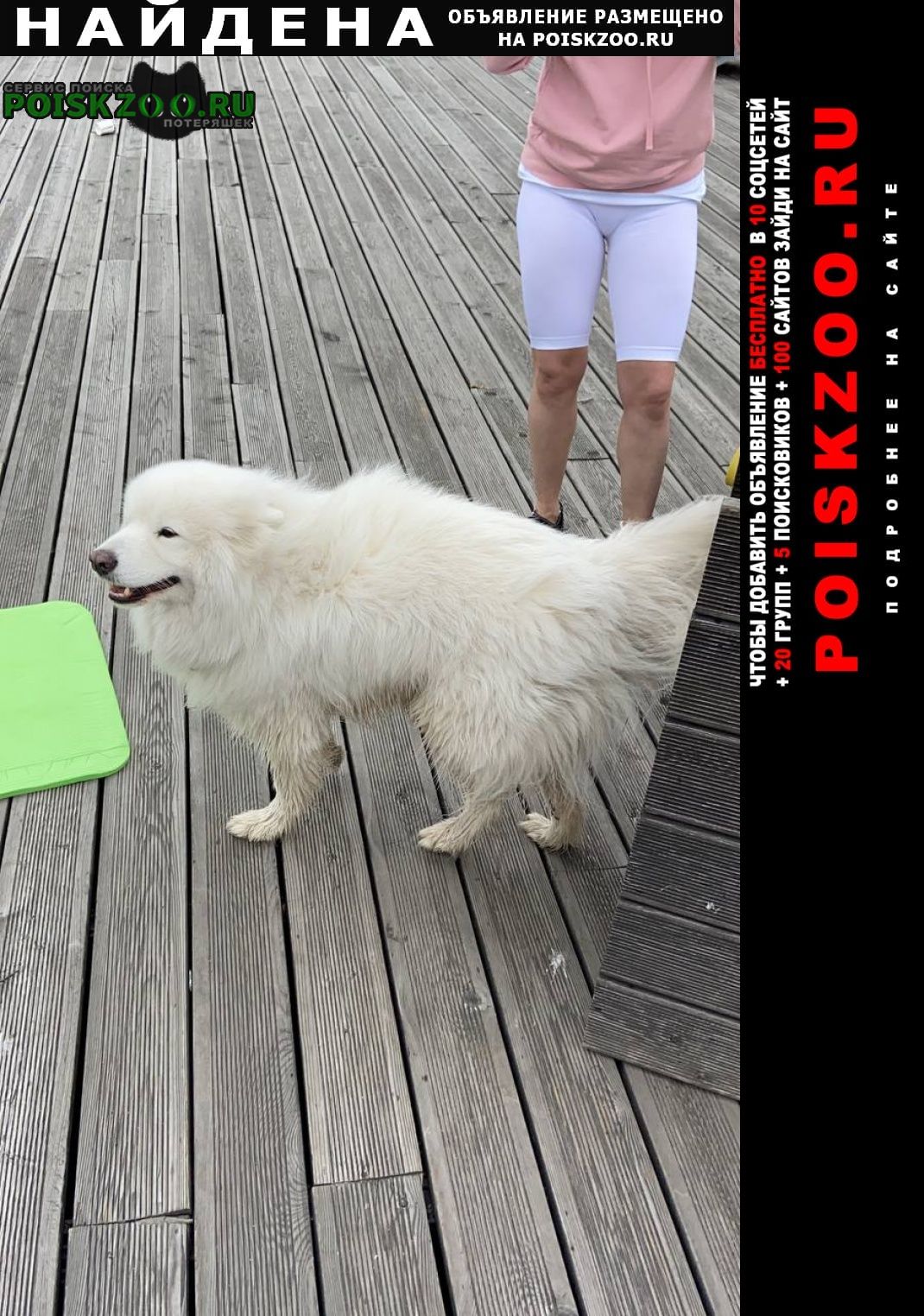 Найдена собака самоед Санкт-Петербург
