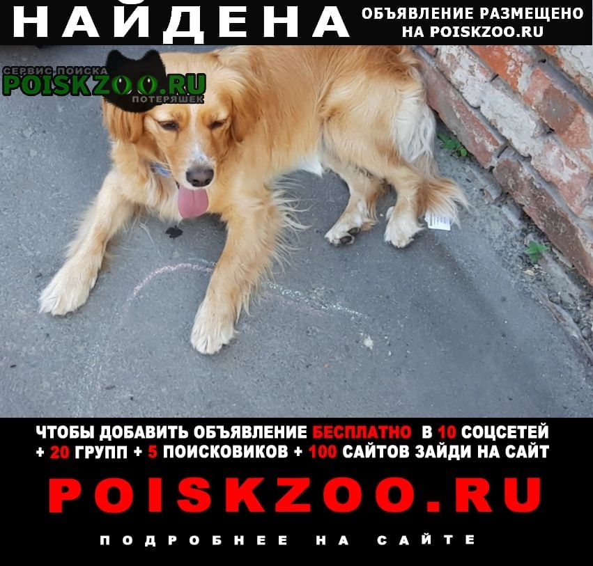 Найдена собака ищу владельца собаки Ростов-на-Дону