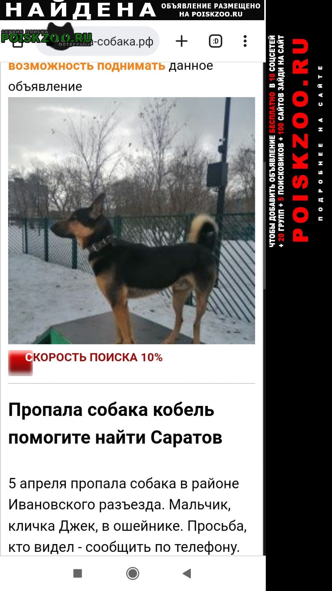 Саратов Найдена собака овчарка с ошейником и железной це
