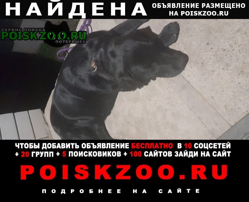 Найдена собака Михайловск Ставропольский край