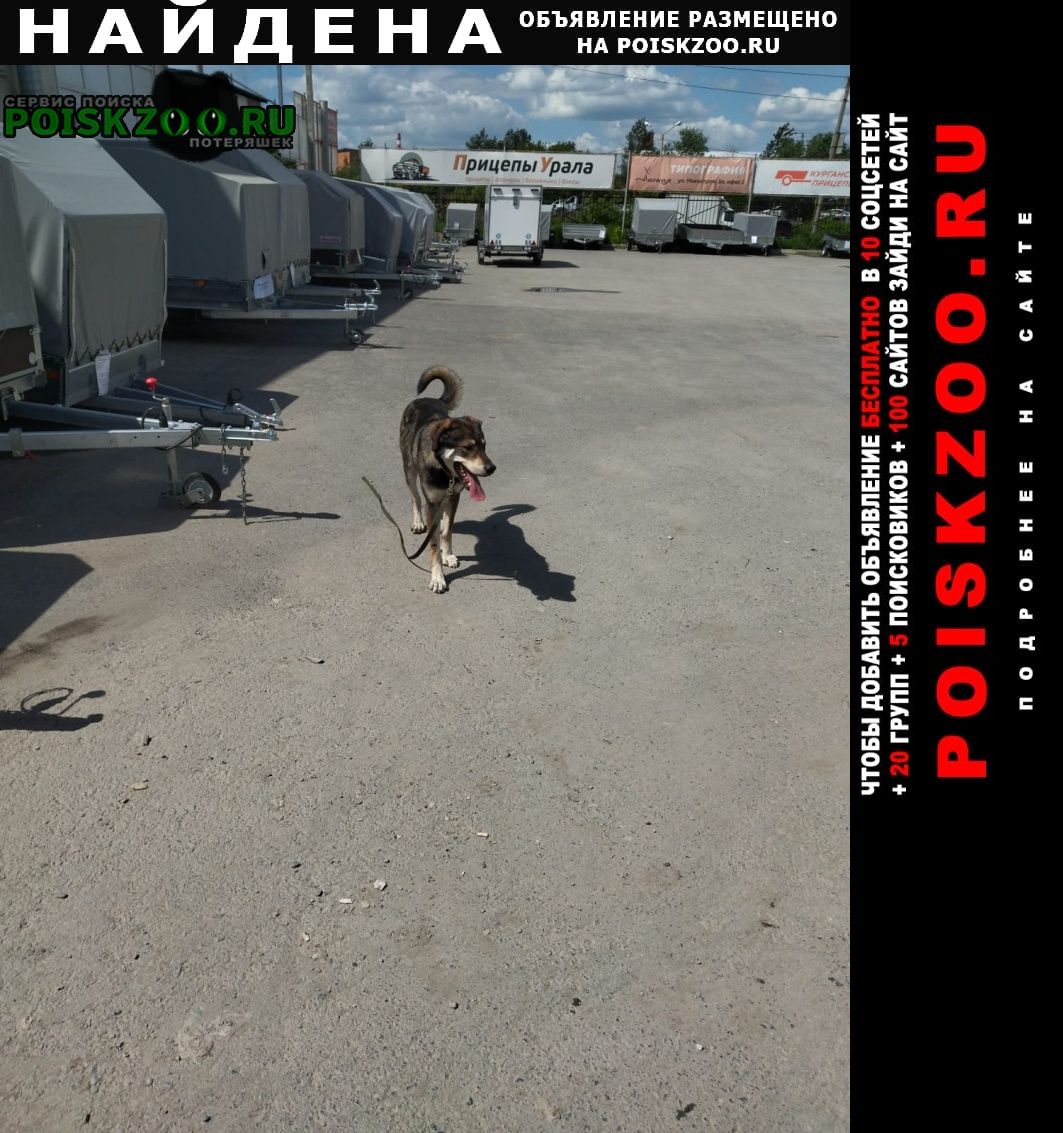 Найдена собака кобель пес на новосибирской 1а Екатеринбург