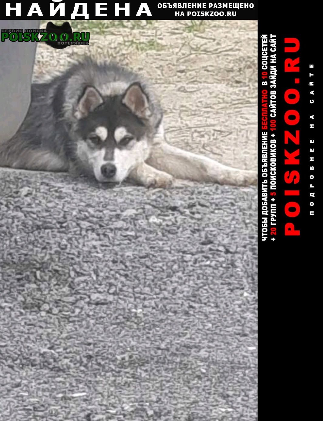 Найдена собака кобель Тюмень