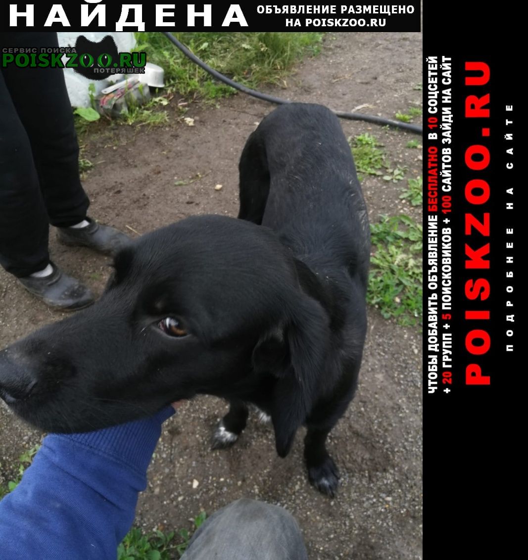 Каменск-Уральский Найдена собака кобель 13 июня