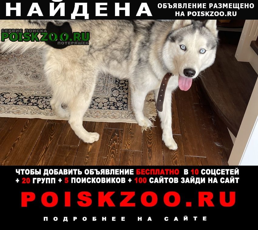 Найдена собака кобель марьино, бабушкинская, люблино Москва