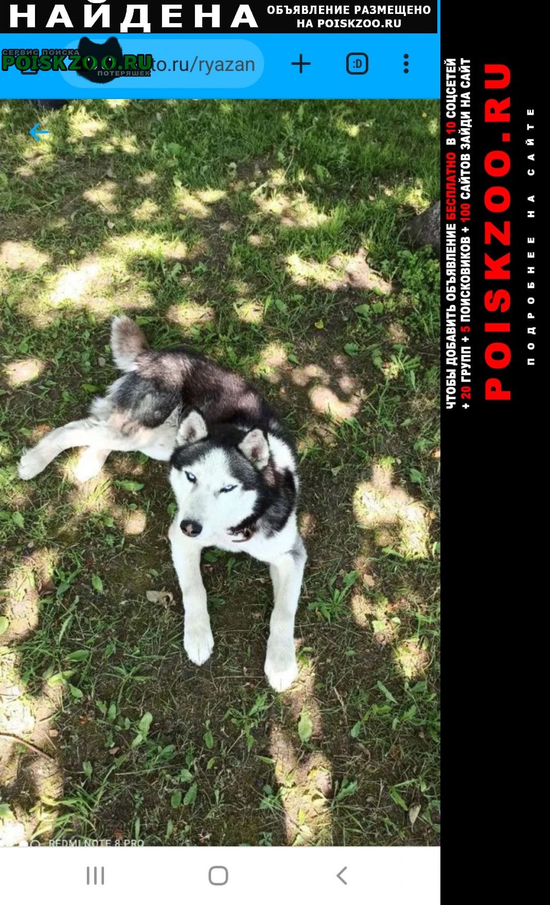 Найдена собака кобель хаски шиловский район Шилово