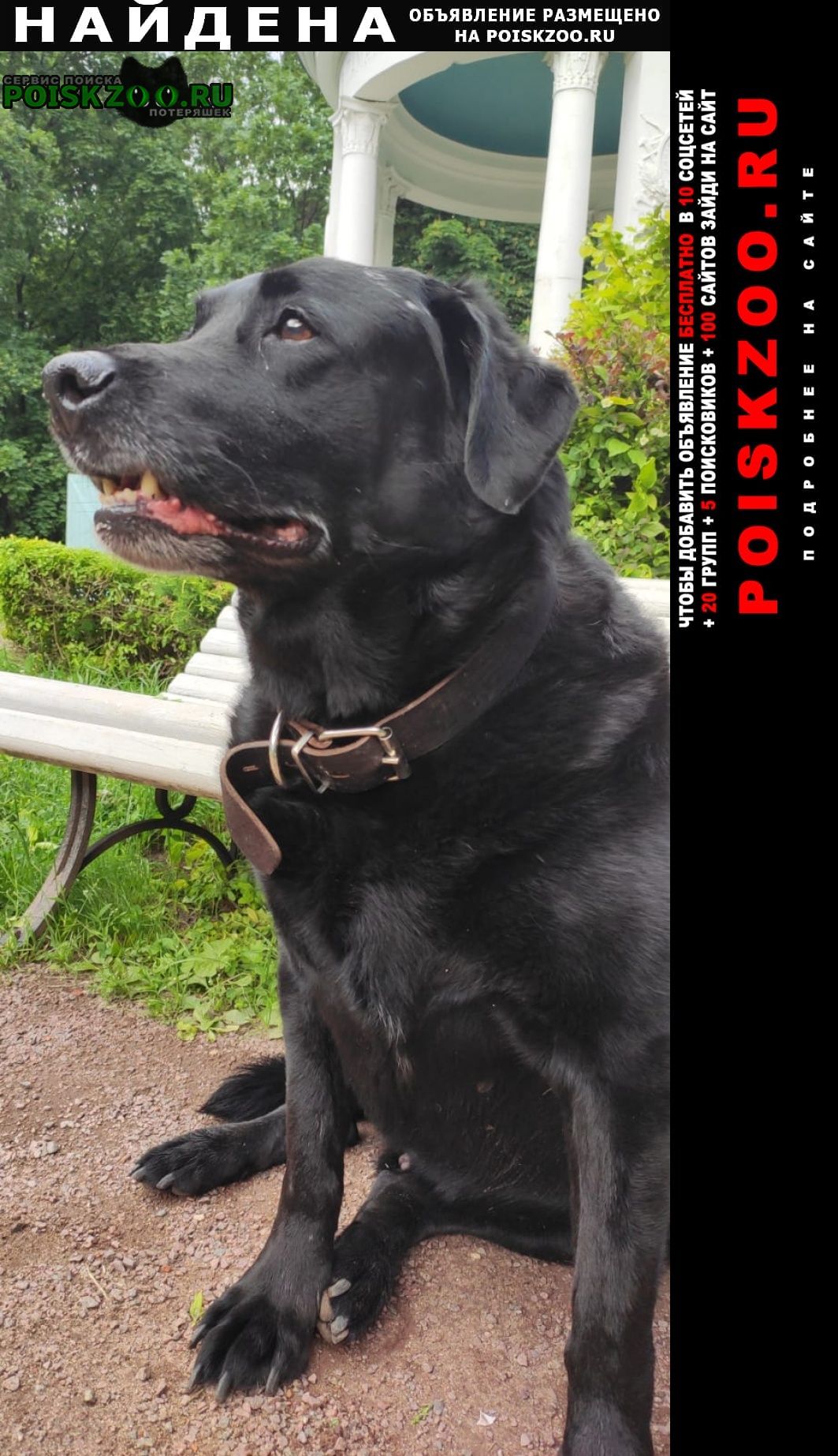 Найдена собака кобель чёрный лабрадор Москва