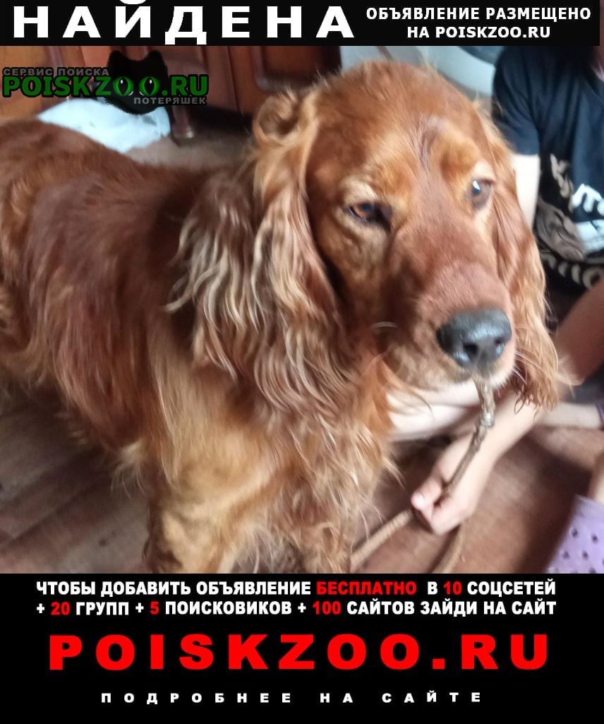 Найдена собака кобель коккер спаниель или русский спаниель Апшеронск