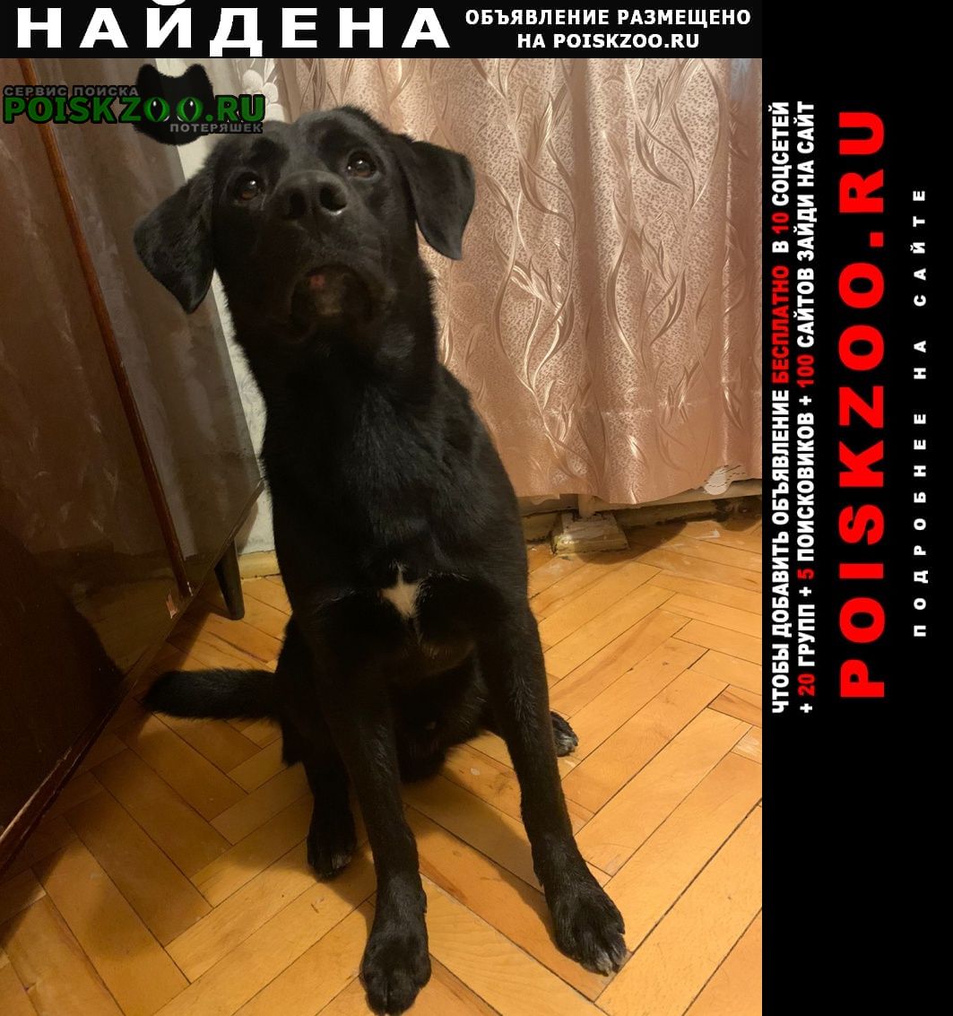 Москва Найдена собака кобель мальчик 1–1, 5лет