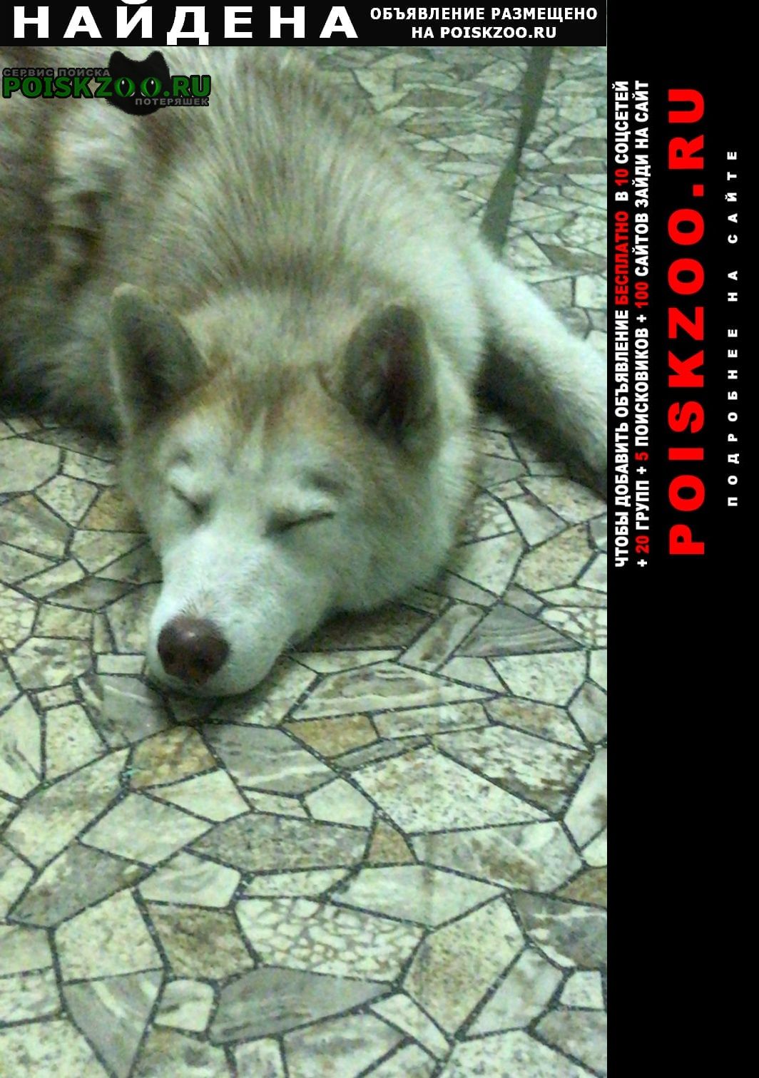 Найдена собака кобель хаски домашний Волгоград