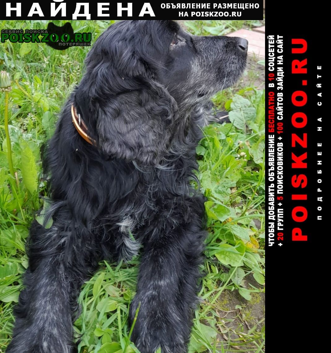 Найдена собака Марево