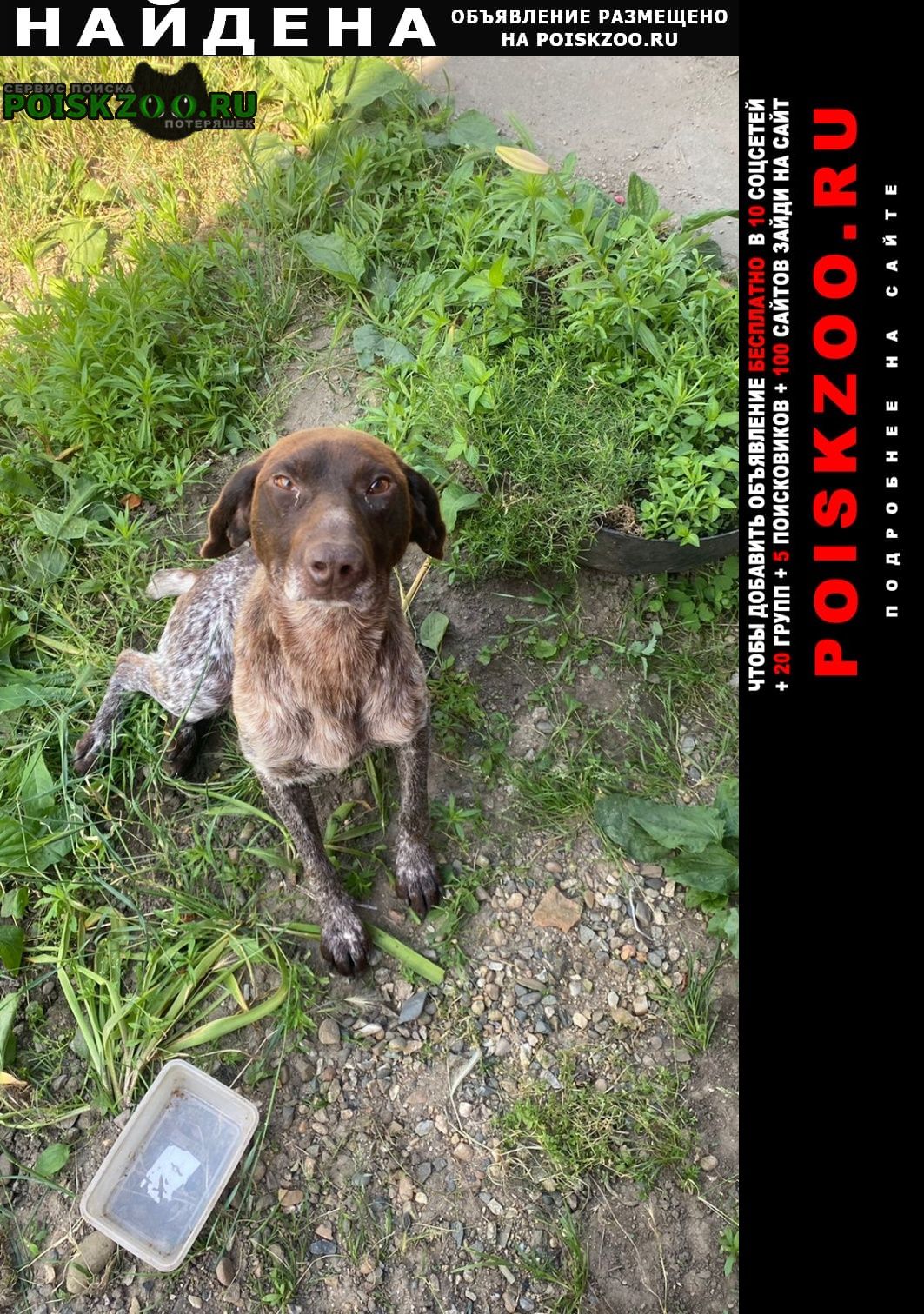 Найдена собака кобель курцхаар Курганинск