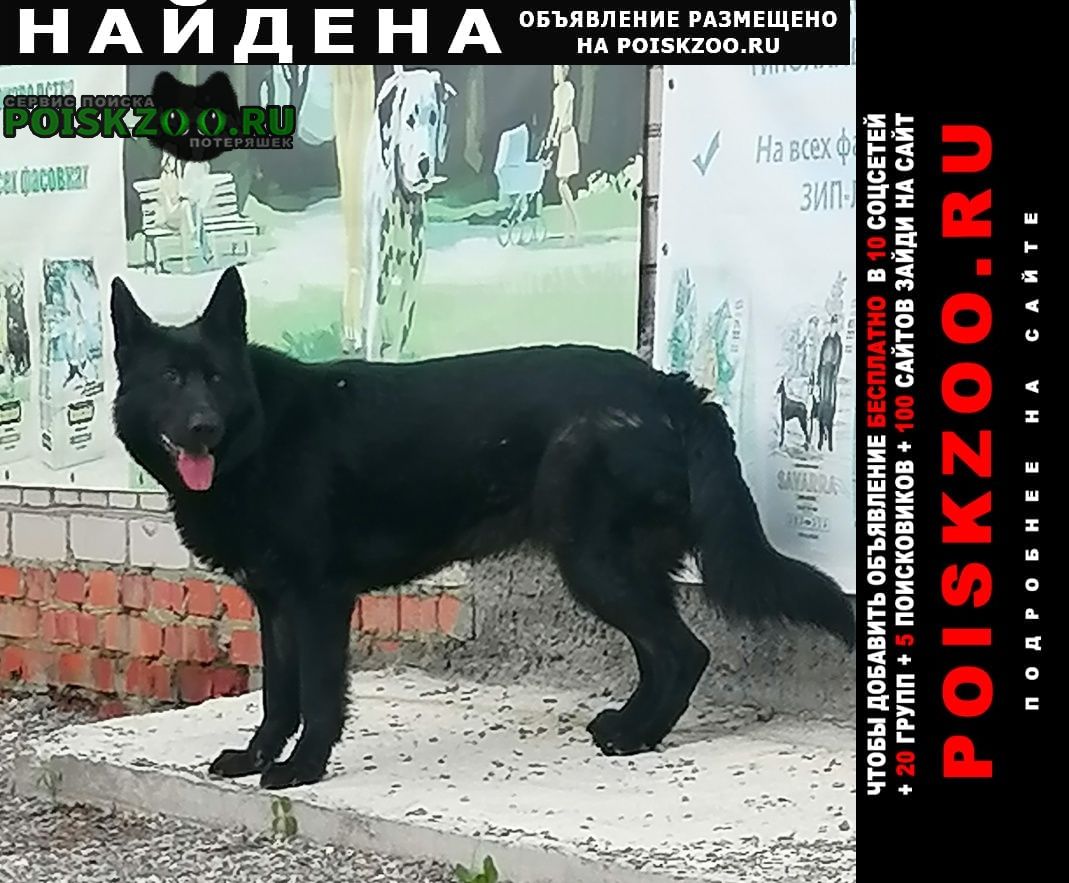 Найдена собака чёрная немецкая очарка Челябинск