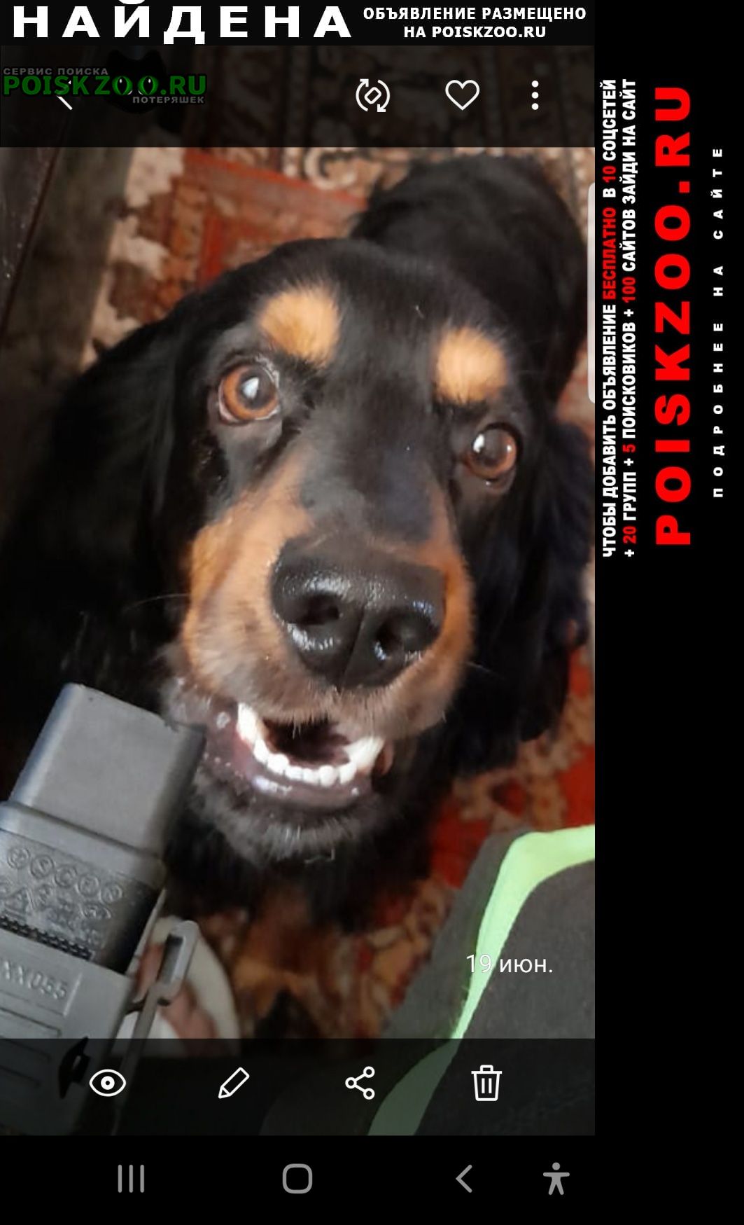 Найдена собака кобель чёрный спаниель, мальчик. на морде рыжие Новороссийск