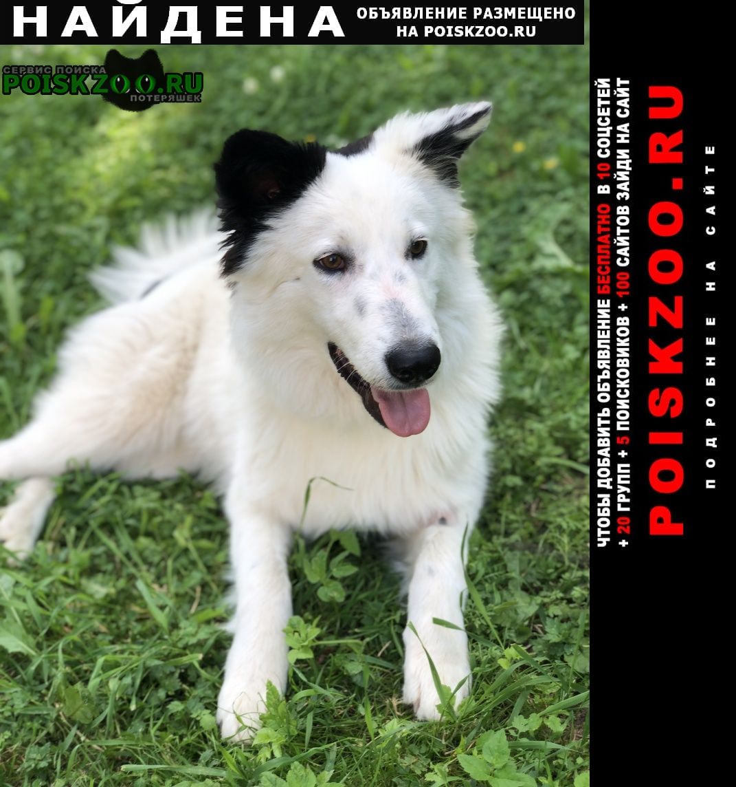Найдена собака кобель белый с чёрными ушами Апрелевка