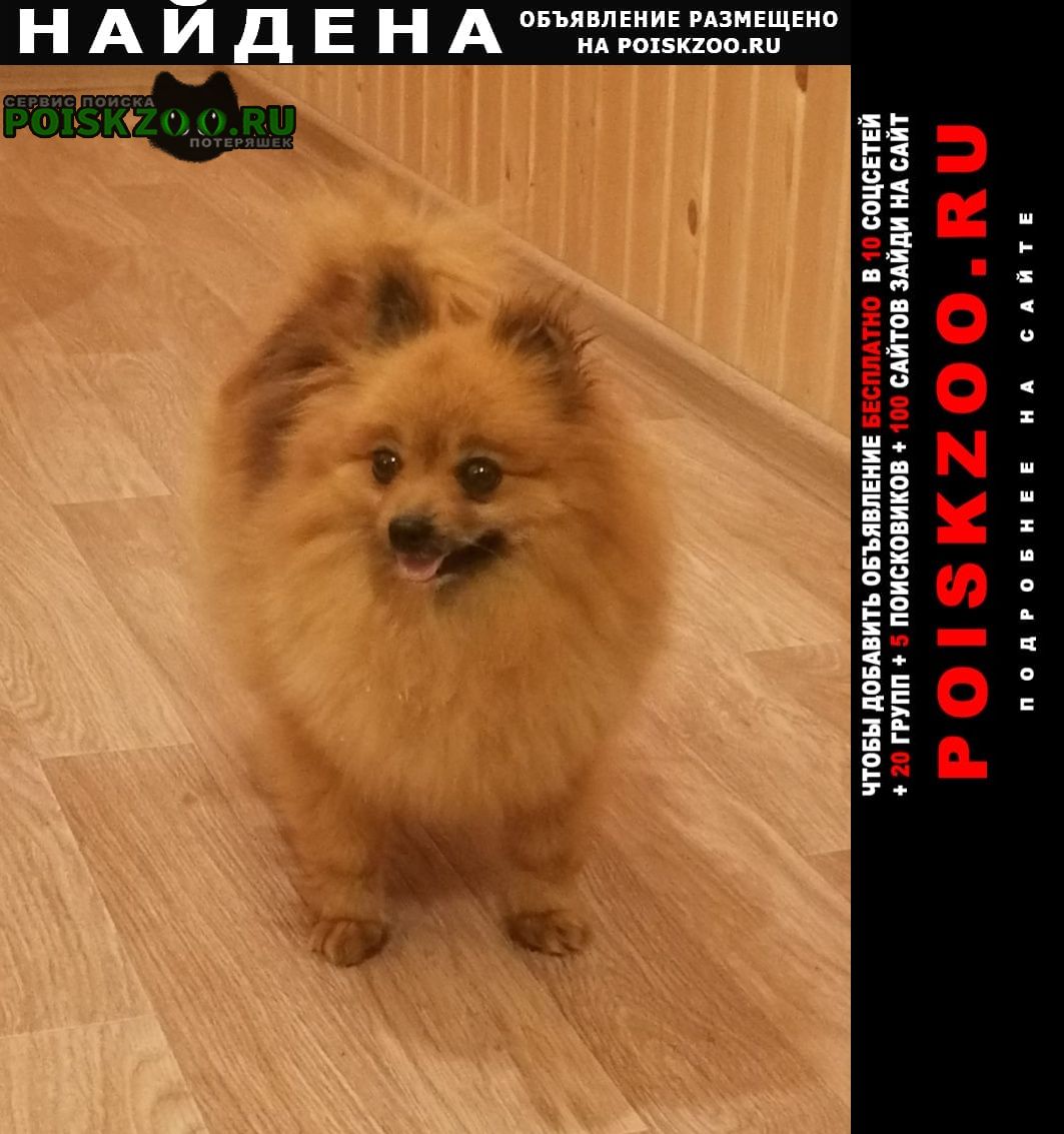 Найдена собака - шпиц Звенигород