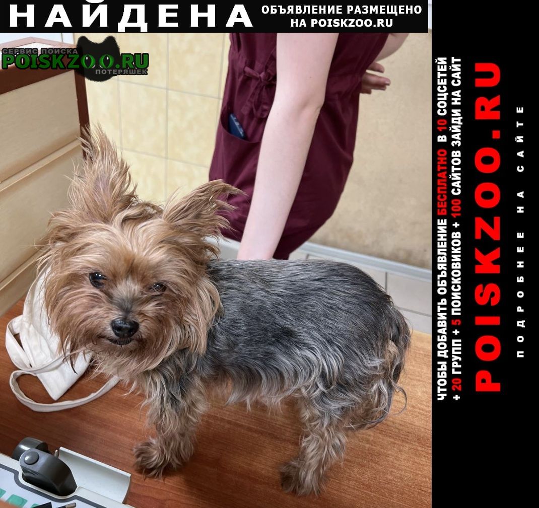 Найдена собака Красногорск