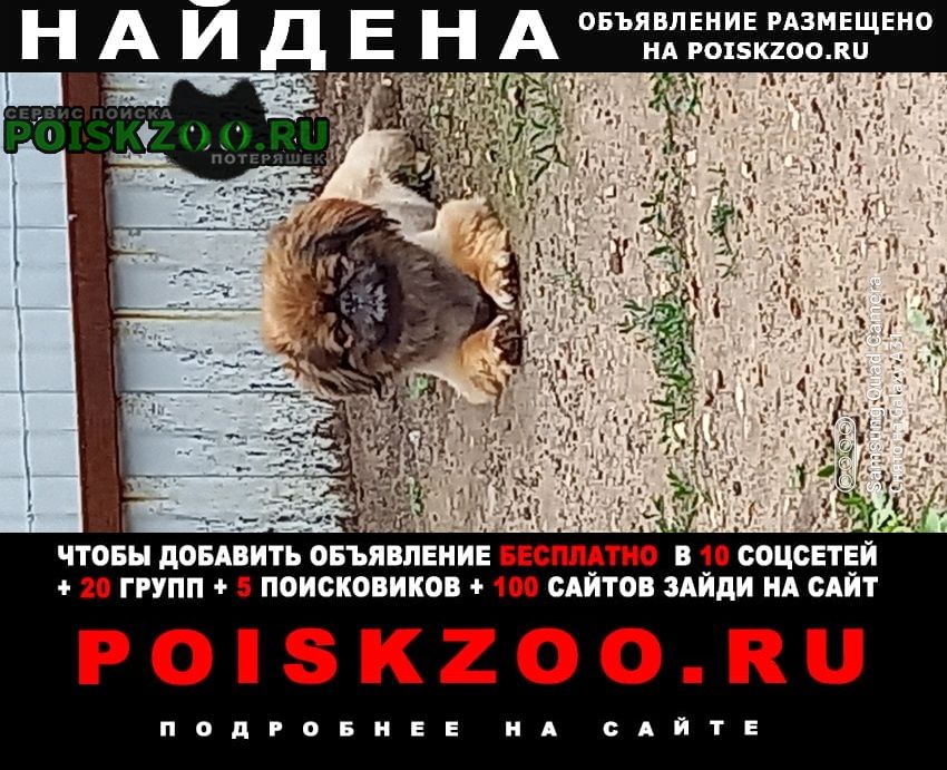 Найдена собака кобель пекинес (мальчик) Октябрьск