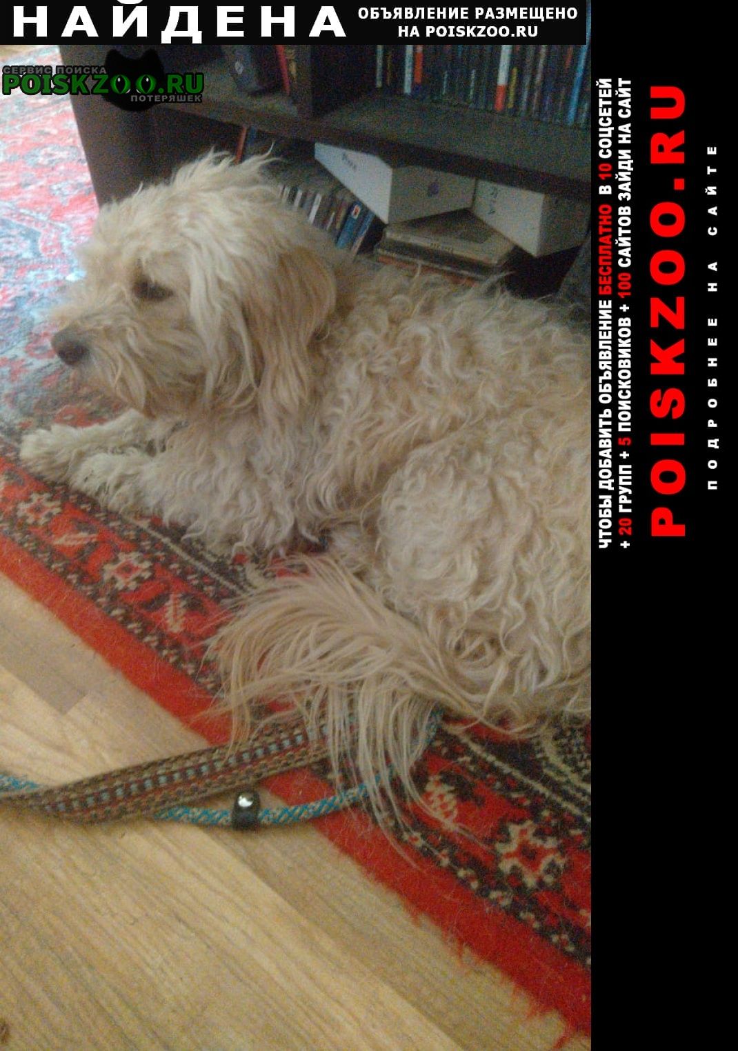 Найдена собака кобель балонка в районе ставниигима Ставрополь