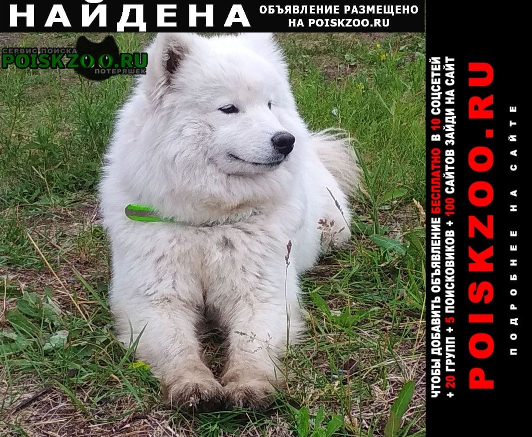 Найдена собака чья потеряшка Омск