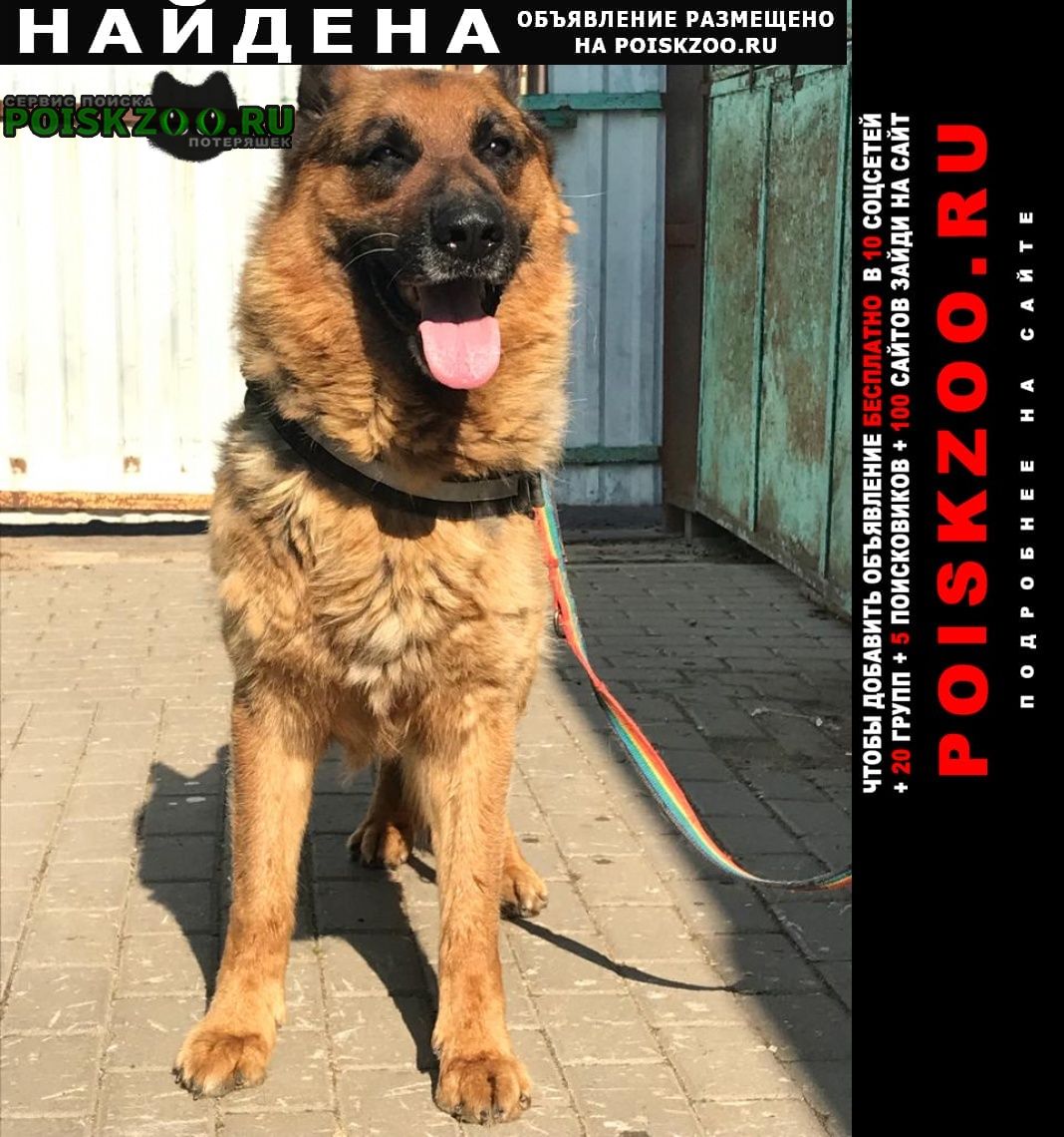 Найдена собака кобель немецкой овчарки Москва