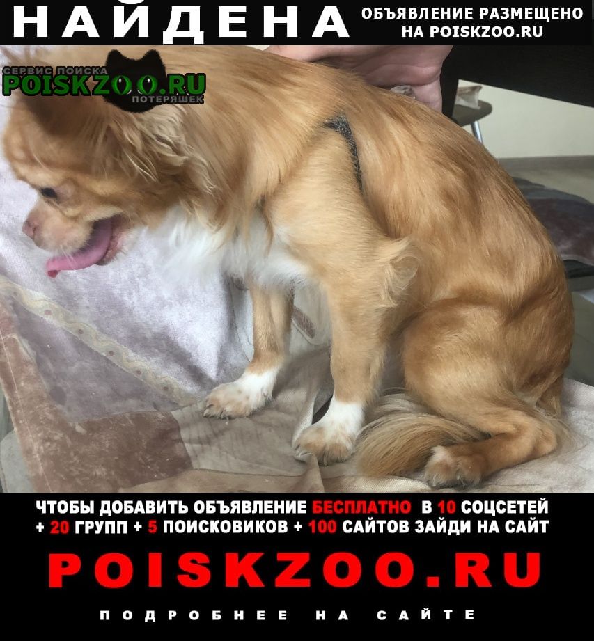 Найдена собака кобель чихуахуа Красногорск