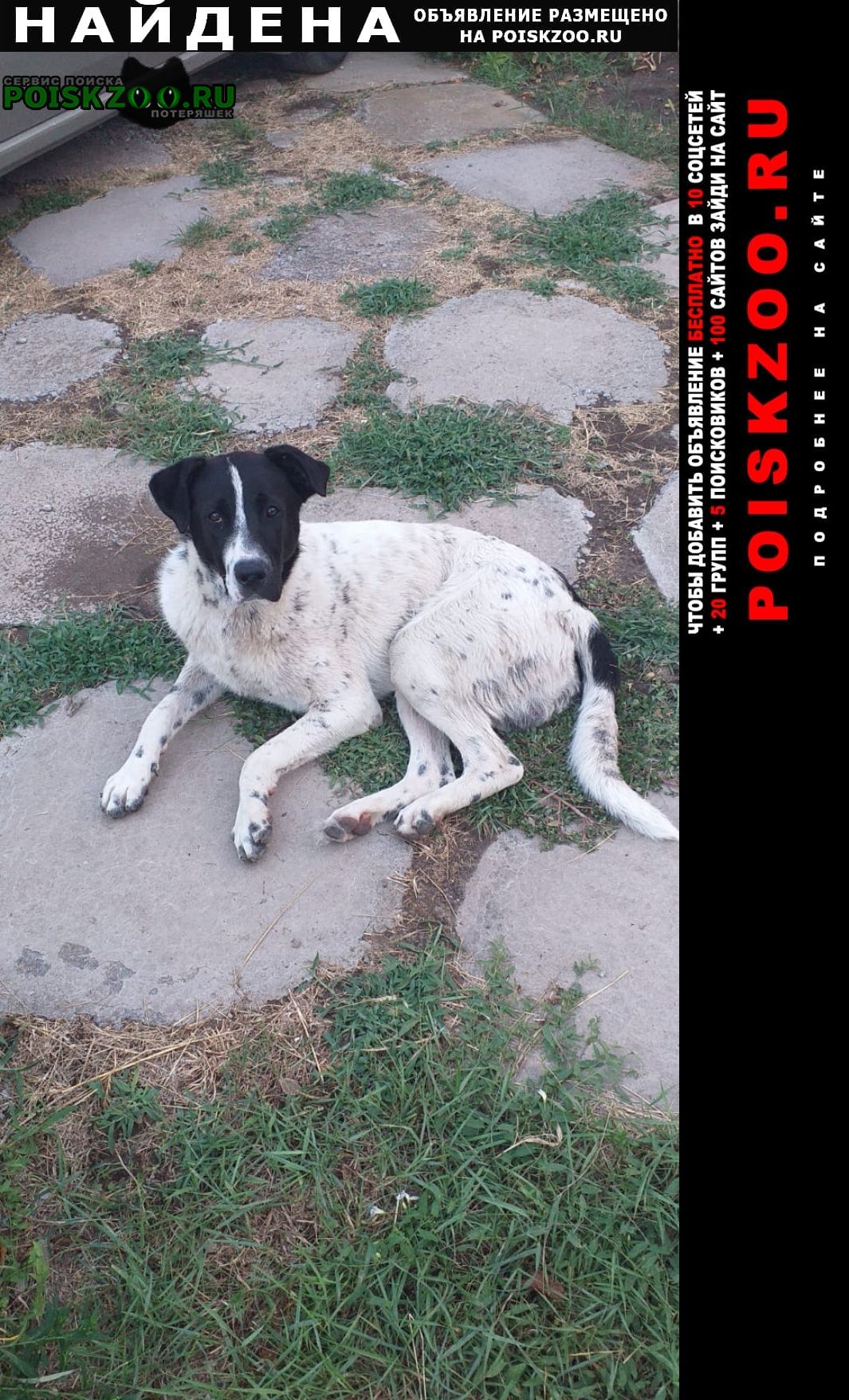Найдена собака кобель приблудилась собачка Таганрог