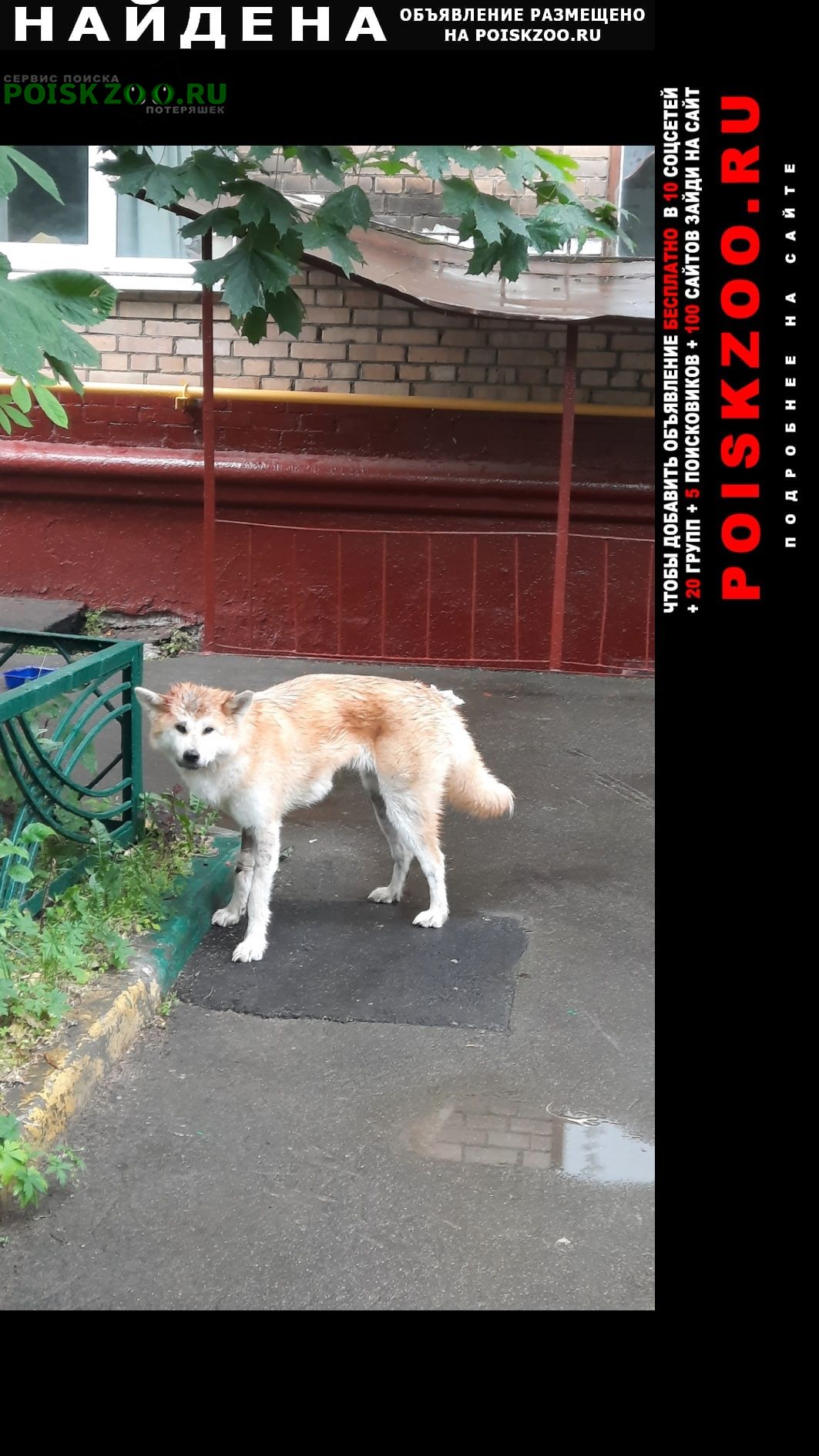 Найдена собака акита ину Москва