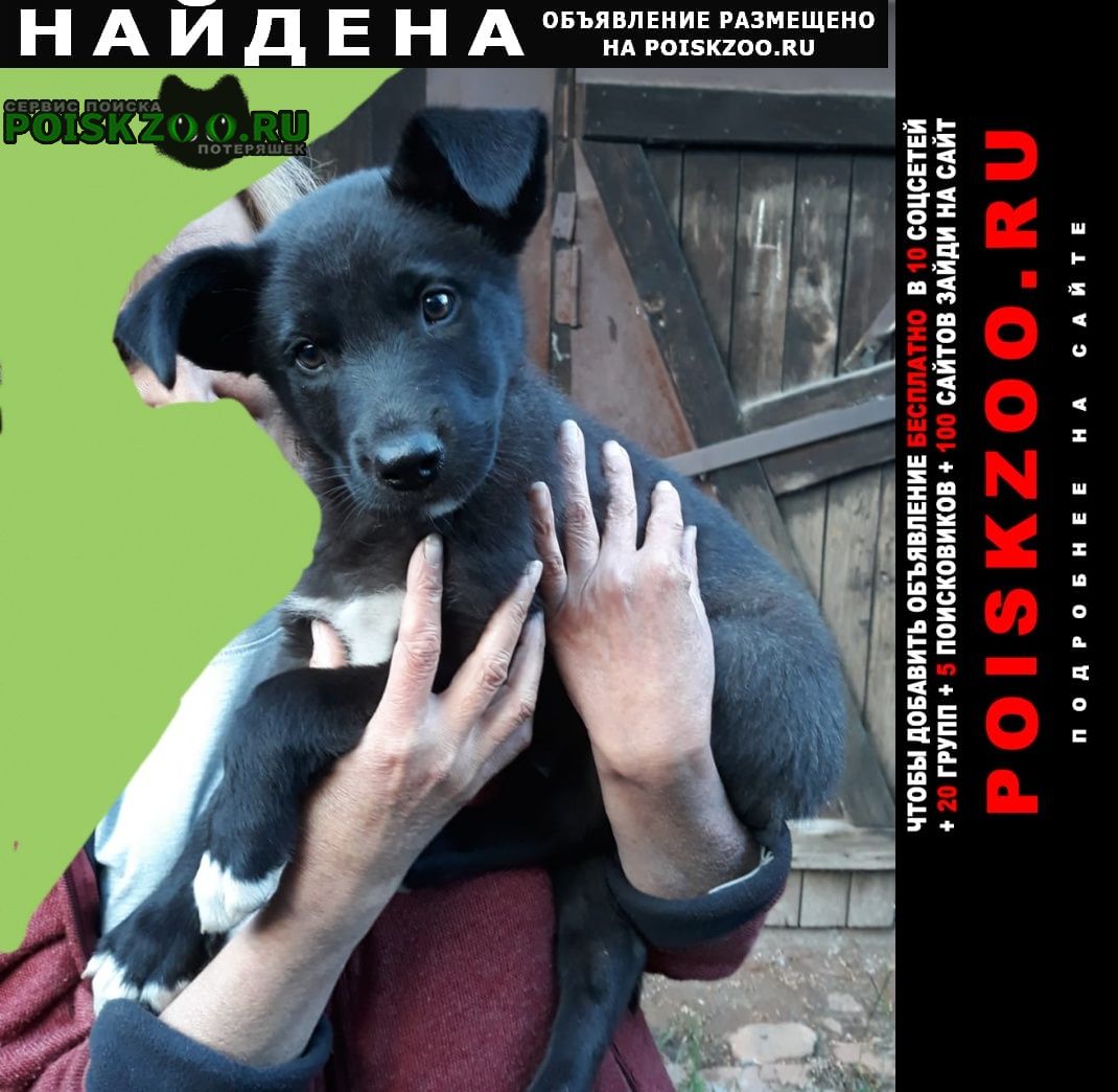Найдена собака кобель мальчик 2-3 месяца. Красноярск