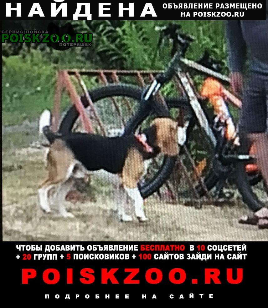 Найдена собака кобель похож на бигля но крупнее. дер. засечье Спасск-Рязанский