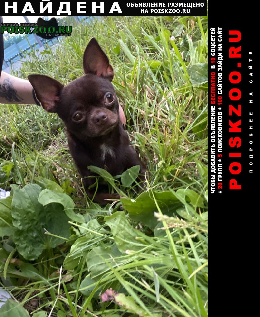 Найдена собака кобель мальчик чихуахуа Москва