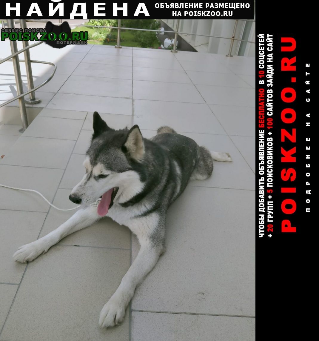 Найдена собака хаски Москва
