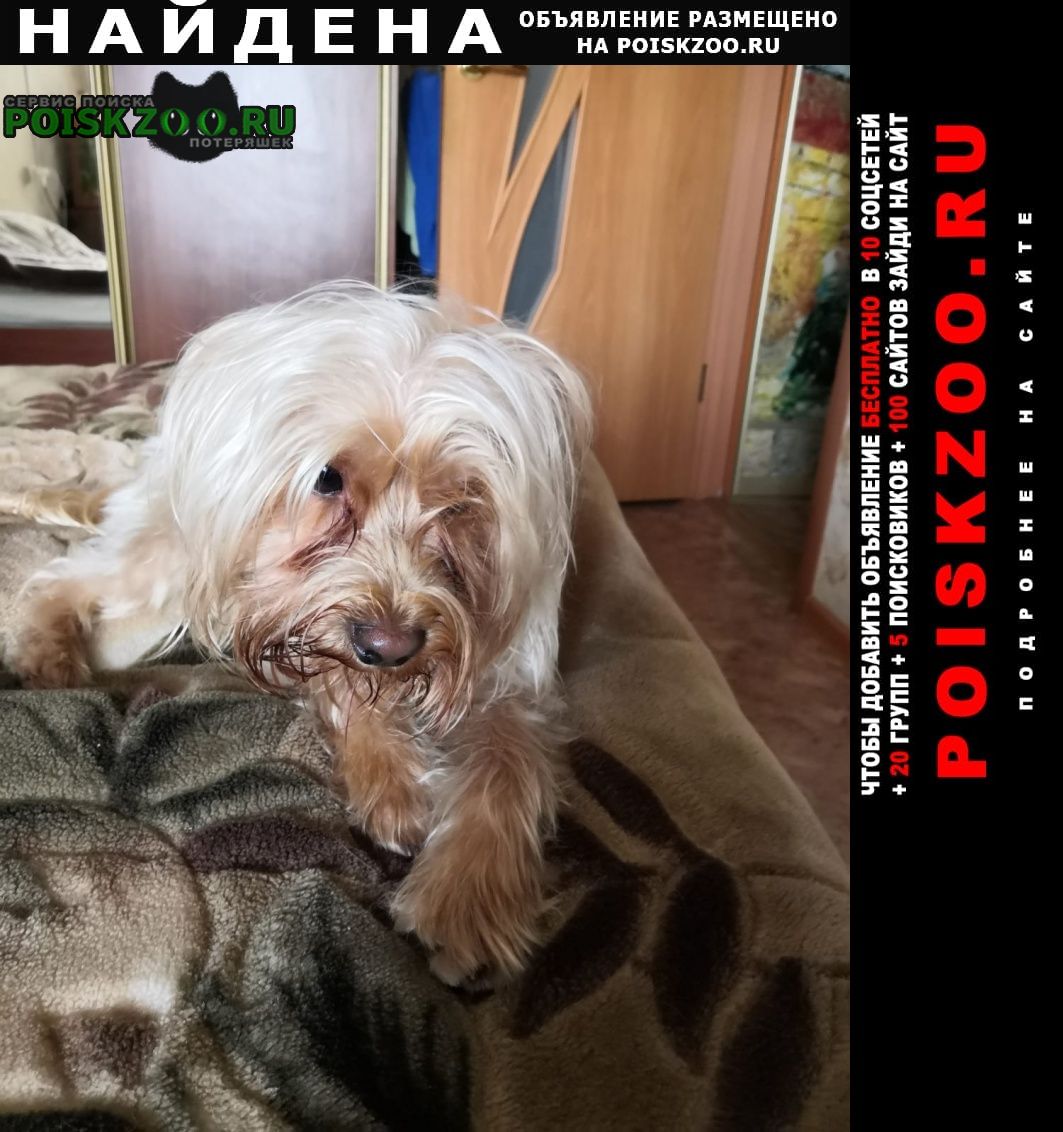 Найдена собака кобель Томск