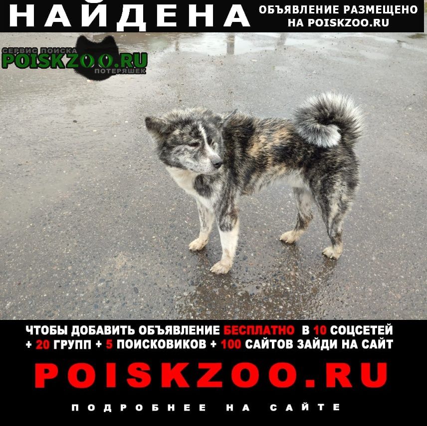 Найдена собака кобель породы акита-ину Дмитров