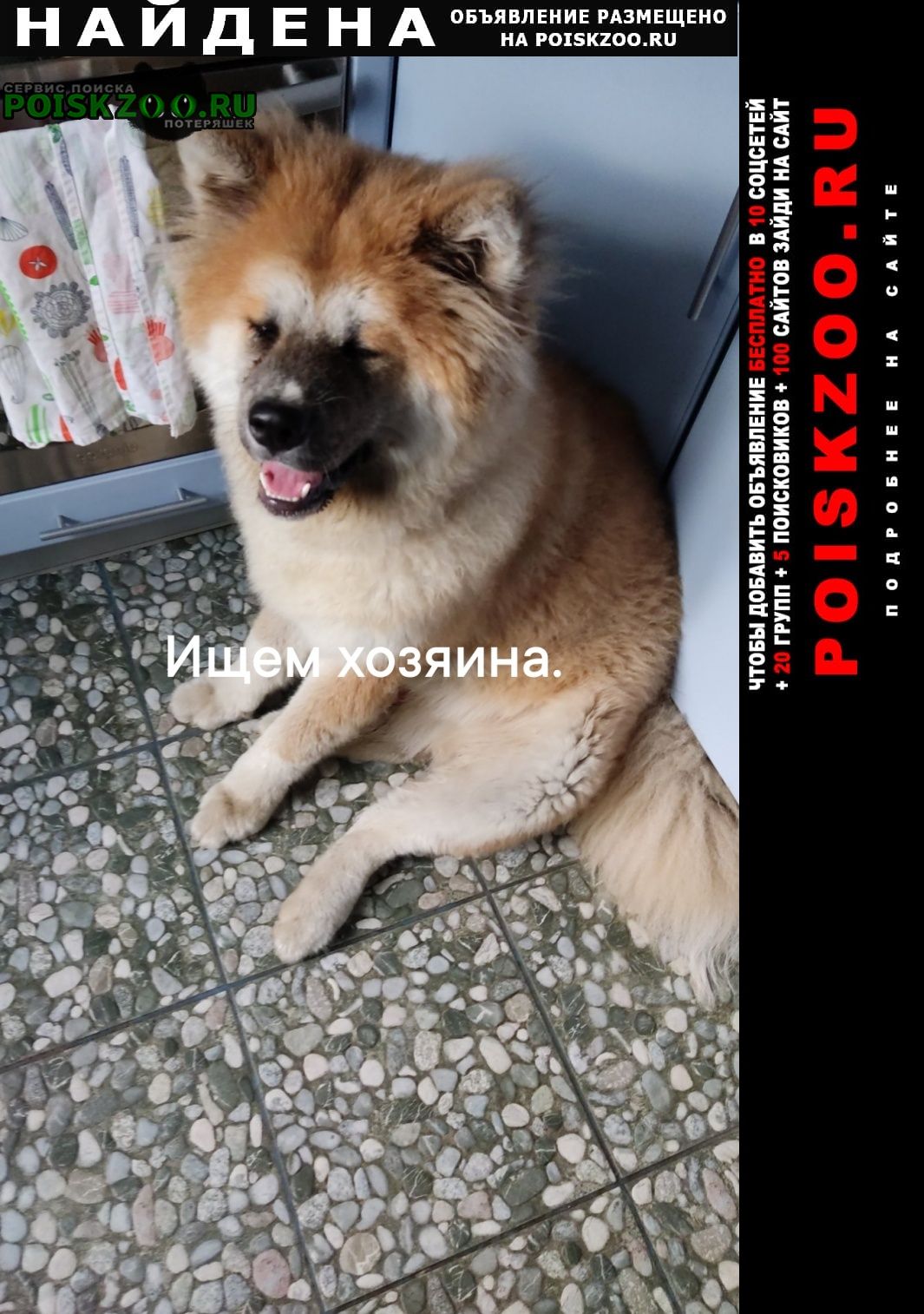 Найдена собака кобель ищем хозяина, марьино Москва