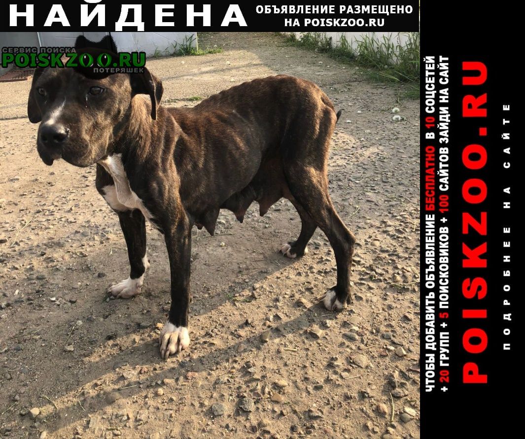 Найдена собака мамаша и 8 щенков Краснодар